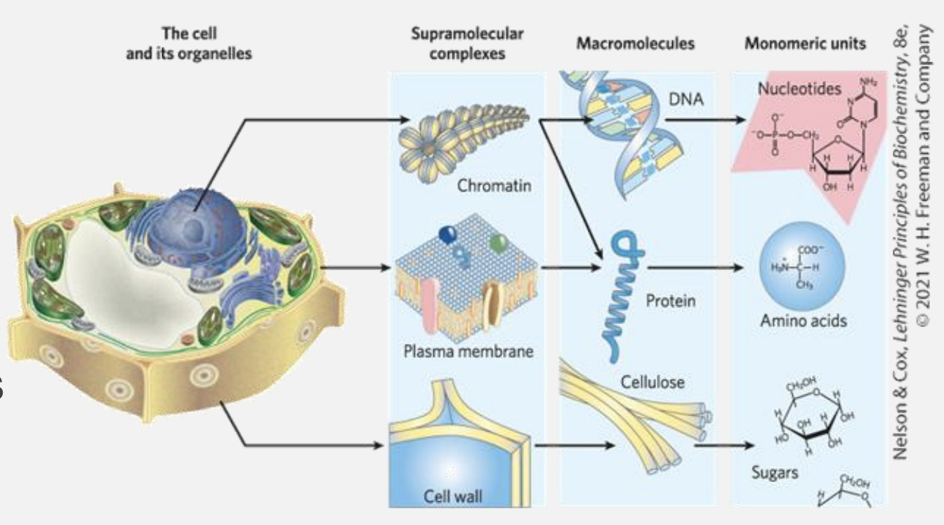 Supramolecular structures