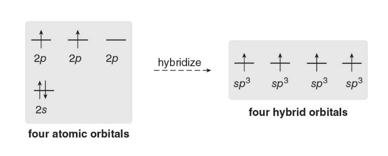 hybridization overview